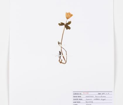 꿩의바람꽃