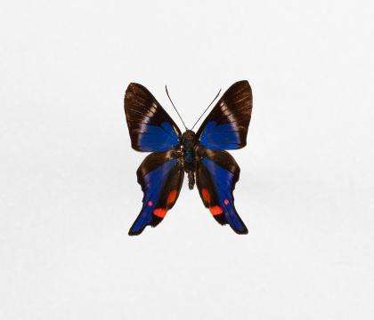Rhetus periander