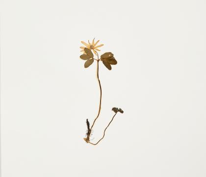 꿩의바람꽃