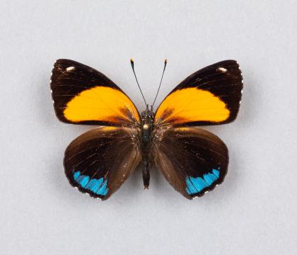Callicore eunomia