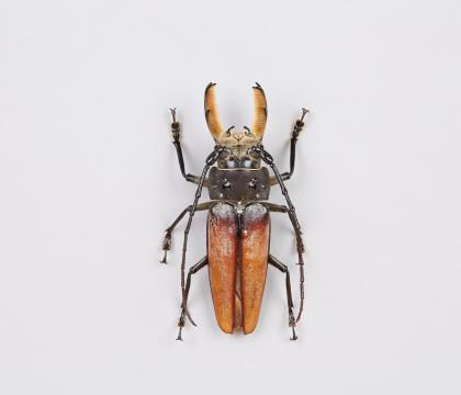 Callipogon barbatus
