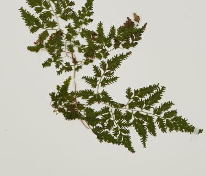 실고사리