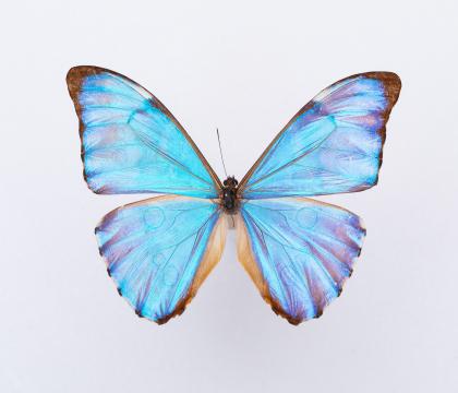 Morpho aurora