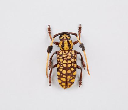 Aristobia approximator