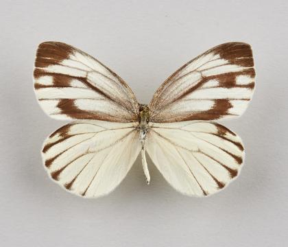 큰줄흰나비