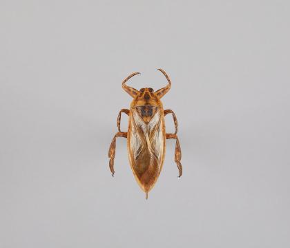 Lethocerus hemiptera