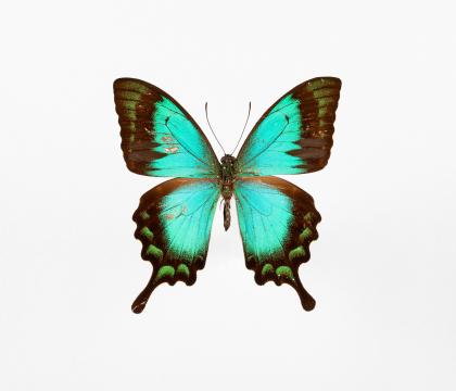Papilio lorquinianus 