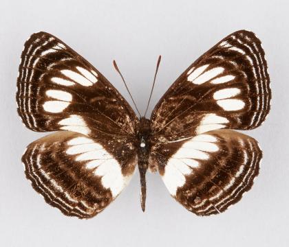 Neptis seeldrayersi