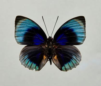 Agrias beata
