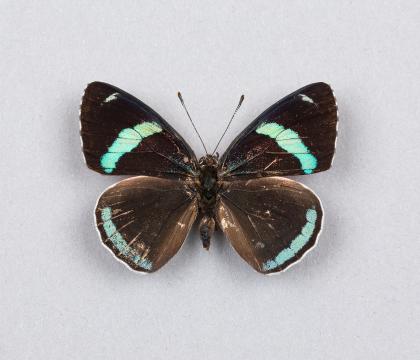 Diaethria clyemena