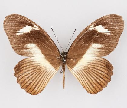 Papilio cynorta cynorta