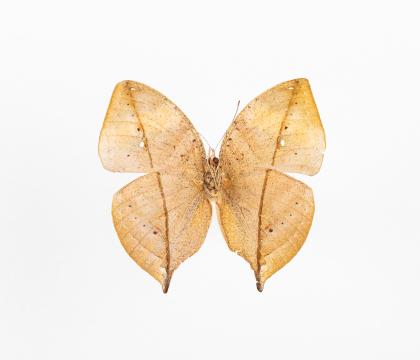 Kallima limborgi