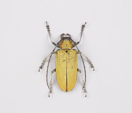 Celosterna pollinosa