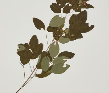 싸리