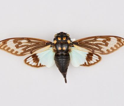 Tosena splendida