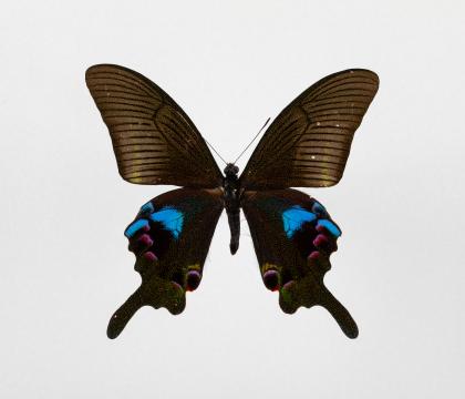 Papilio arcturus 