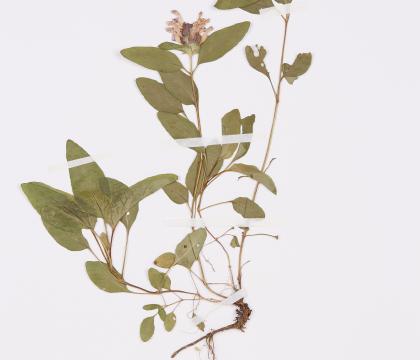 꿀풀