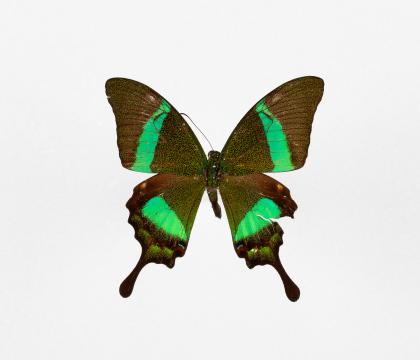Papilio palinurus