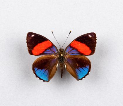 Callicore hystaspes