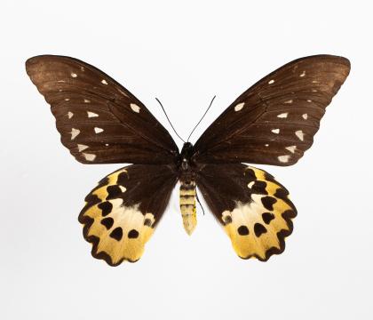 Ornithoptera chimeara
