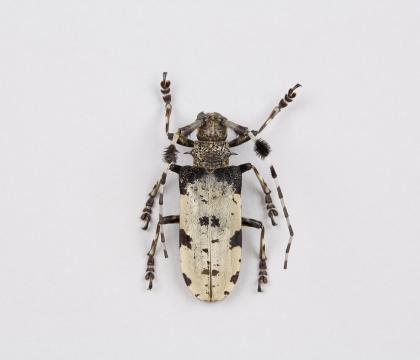 Aristobia voeti