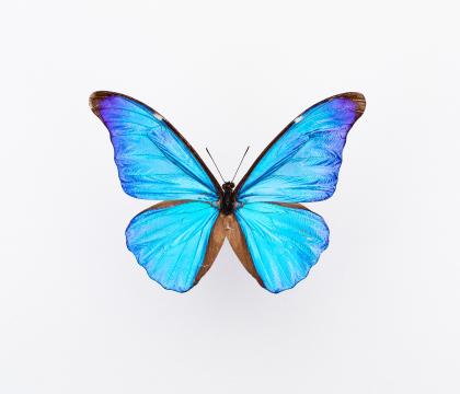 Morpho rhetenor