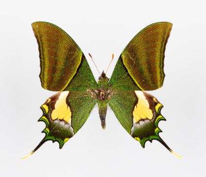 Teinopalpus imperialis 