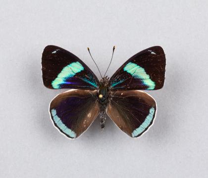 Diaethria neglecta
