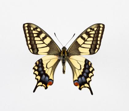 Papilio machaon