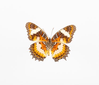 Cethosia hypsea