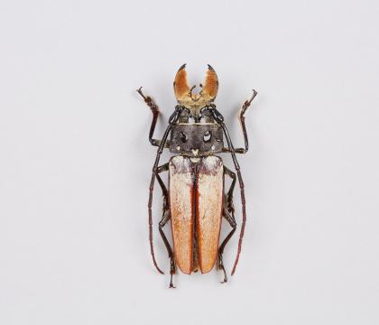 Callipogon barbatus
