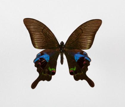 Papilio arcturus 