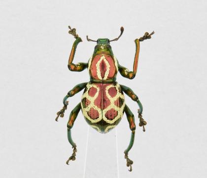 Pachyrrhynchus chevrolati
