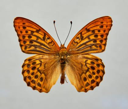 은줄표범나비