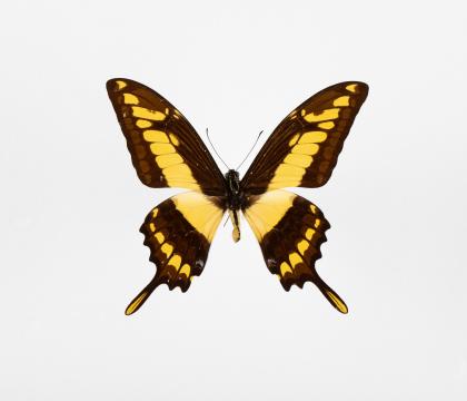 Papilio thoas