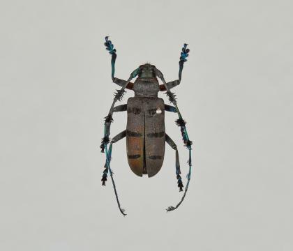 Diastocera wallichi