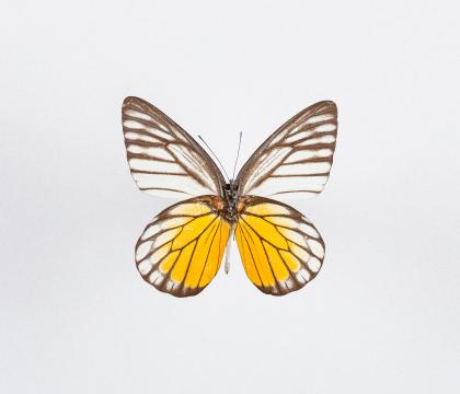 Prioneris thestylis