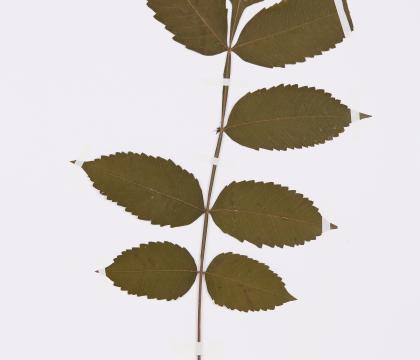 붉나무