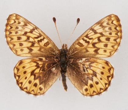 Boloria freija freija