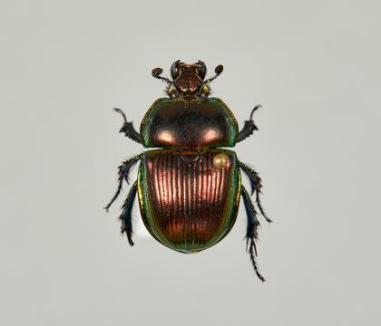 Geotrupes auratus