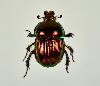 Geotrupes auratus