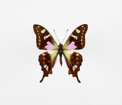 Graphium weiskei