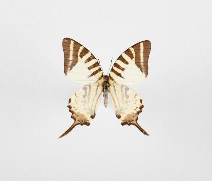 Graphium antiphates