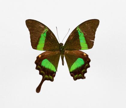 Papilio palinurus