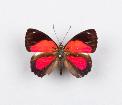 Palulogramma peristera