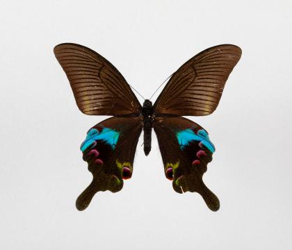 Papilio arcturus 