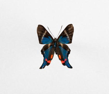 Rhetus periander