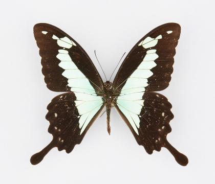 Papilio phorcas congoanus