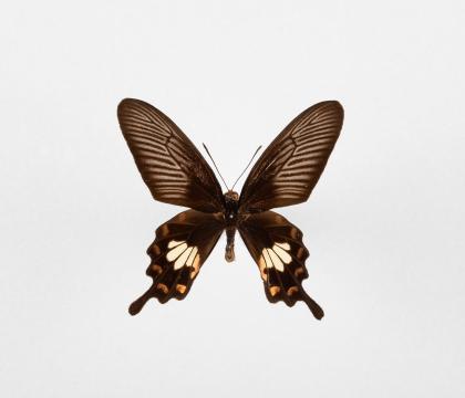 Pachliopta aristolochiae