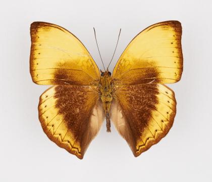 Cymothoe hypata